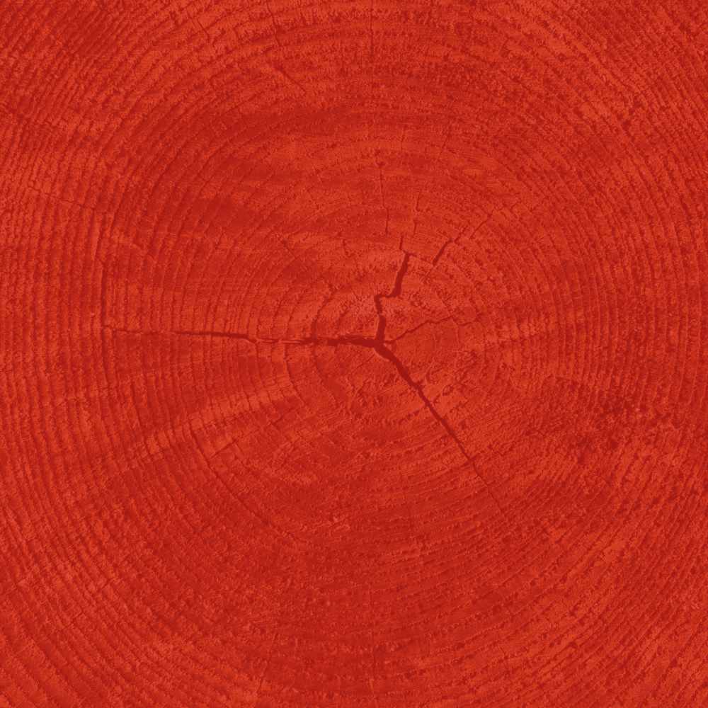 graphic. tree rings.