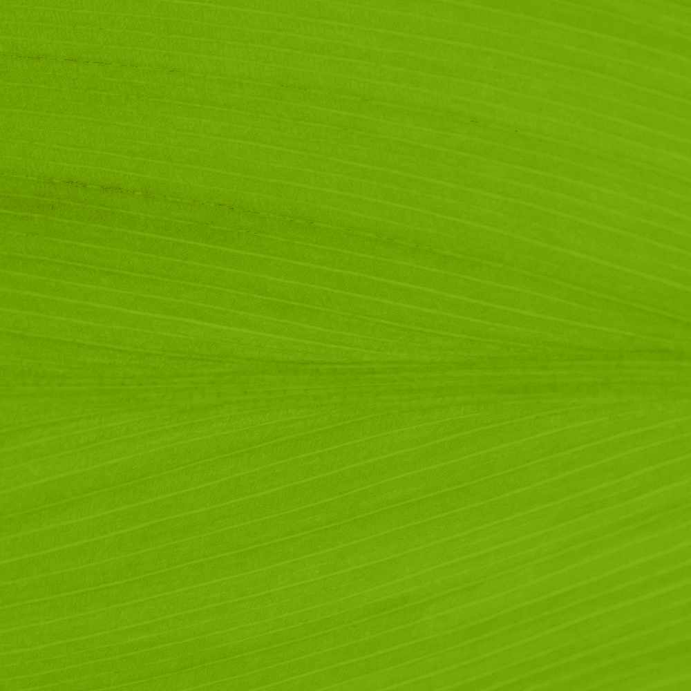 graphic. close up leaf.